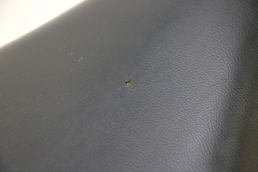 photo de SELIM PEUGEOT LUDIX SNAKE 2T 50 (2004 - 2014) - Ampliação técnica